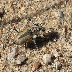 Cicindela limbata nympha
