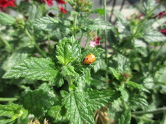 Harmonia axyridis