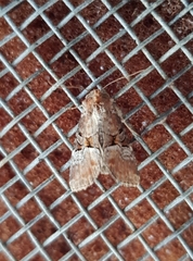 Mesoligia literosa