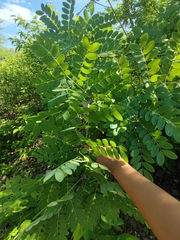 Vachellia campechiana