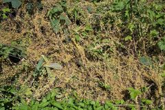 Cuscuta europaea