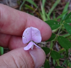 Tephrosia spicata