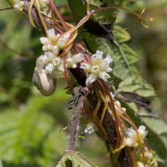 Cuscuta europaea