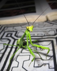 Stagmatoptera binotata