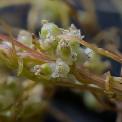 Cuscuta europaea