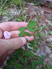 Tephrosia spicata