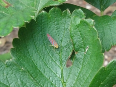 Graphocephala coccinea