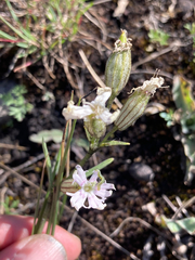 Silene parryi