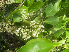 Damburneya salicifolia