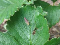 Graphocephala coccinea
