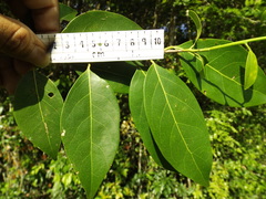 Damburneya salicifolia