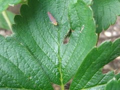 Graphocephala coccinea