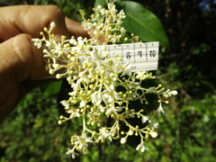 Damburneya salicifolia