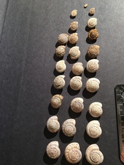 Anguispira strongylodes