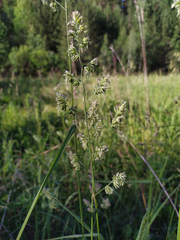 Dactylis glomerata