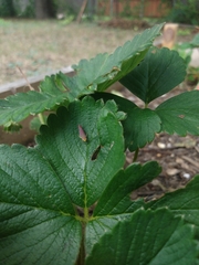Graphocephala coccinea