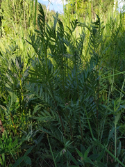 Tanacetum vulgare