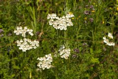 Achillea impatiens