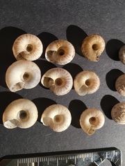 Anguispira strongylodes