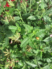 Harmonia axyridis