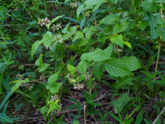 Rubus idaeus
