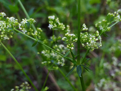 Galium mollugo