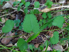 Sanguisorba officinalis
