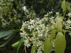 Damburneya salicifolia