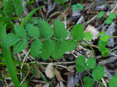 Pimpinella saxifraga