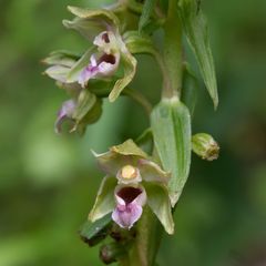 Epipactis helleborine
