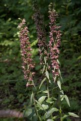 Epipactis helleborine