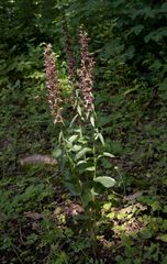 Epipactis helleborine