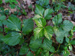Rubus saxatilis