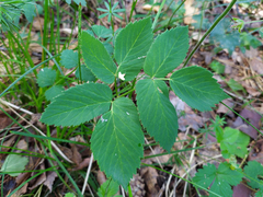 Aegopodium podagraria