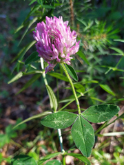 Trifolium pratense