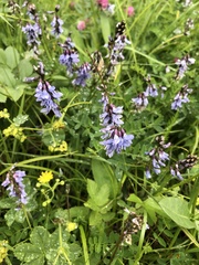 Astragalus norvegicus