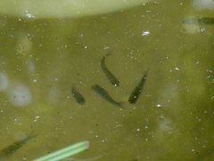 Leucaspius delineatus