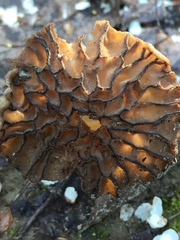 Morchellaceae