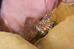 Dendrochirus brachypterus