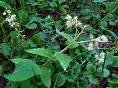Pulmonaria mollis