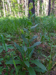 Digitalis grandiflora
