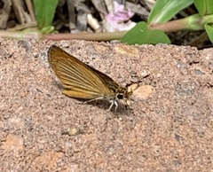Ancyloxypha numitor