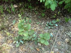 Hylotelephium maximum maximum