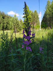 Chamaenerion angustifolium