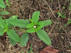 Croton glandulosus septentrionalis