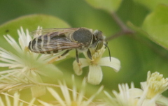 Bembix rostrata