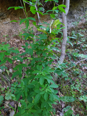 Chamaecytisus ruthenicus