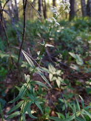 Galium boreale