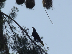 Psarocolius montezuma