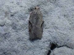 Acleris placidana